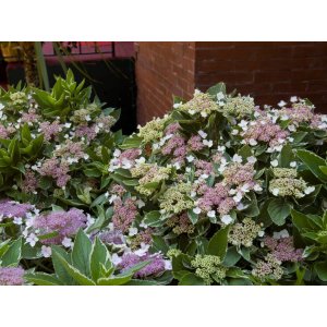 Hortenzia kalinolistá (Hydrangea macrophylla) ´VARIEGATA´ výška 40-60 cm, kont. C7L